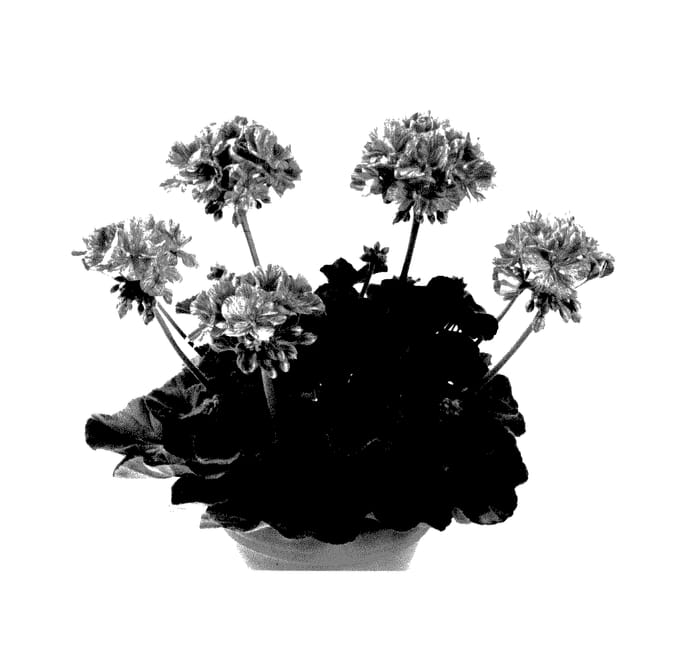 Figure 1 of US plant patent PP27759, the photograph of Pacmored printed in the patent.
