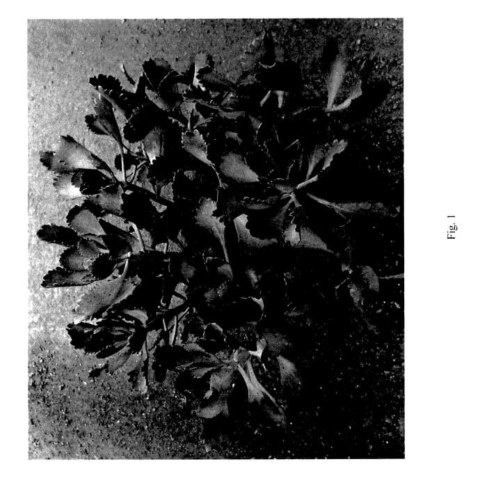Figure 1 of US plant patent PP27760, the photograph of Bordeaux printed in the patent.