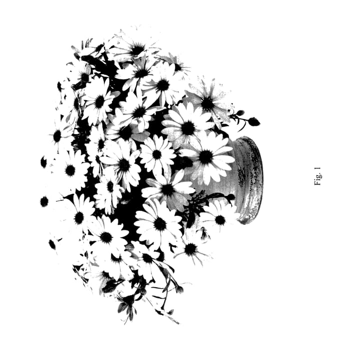 Figure 1 of US plant patent PP27761, the photograph of DOSTICWHTB printed in the patent.