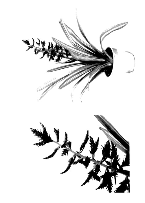 Figure 1 of US plant patent PP27762, the photograph of America printed in the patent.
