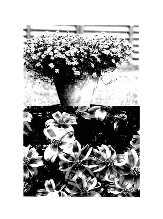 Figure 1 of US plant patent PP27763, the photograph of Sunbidevb 3 printed in the patent.