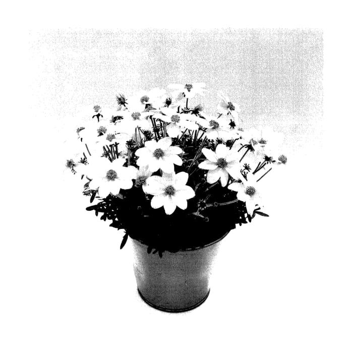 Figure 1 of US plant patent PP27764, the photograph of KLEBF15323 printed in the patent.