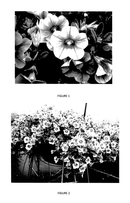 Figure 1 of US plant patent PP27765, the photograph of CBRZ0006 printed in the patent.