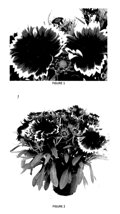 Figure 1 of US plant patent PP27766, the photograph of GAIZ0001 printed in the patent.