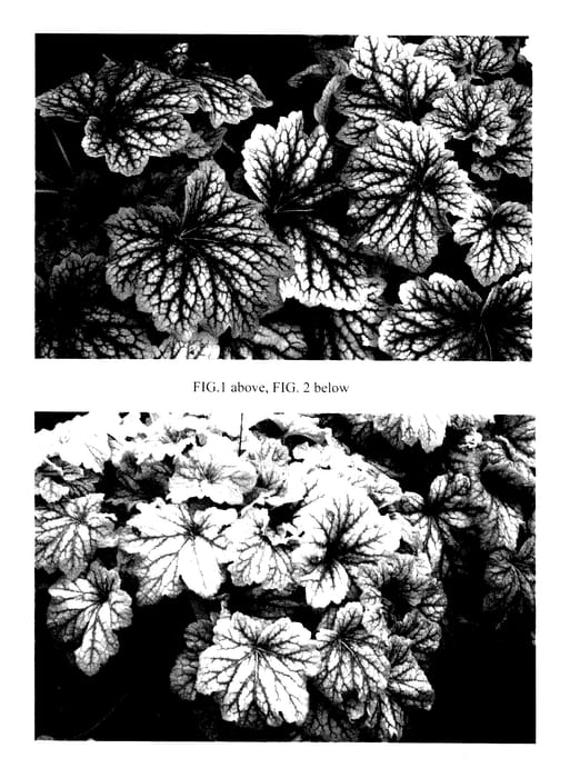Figure 1 of US plant patent PP27767, the photograph of Red Lightning printed in the patent.