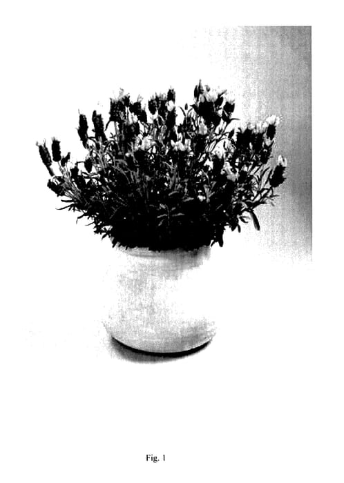 Figure 1 of US plant patent PP27768, the photograph of DLAVENLPOP printed in the patent.