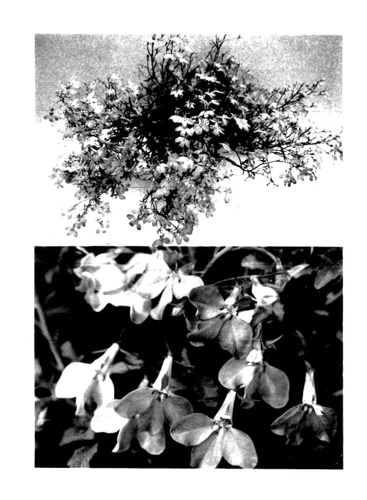 Figure 1 of US plant patent PP27769, the photograph of Sunlobe Torepin printed in the patent.
