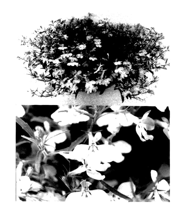 Figure 1 of US plant patent PP27770, the photograph of Sunlobe Toresubu printed in the patent.