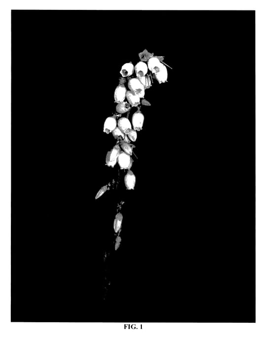 Figure 1 of US plant patent PP27771, the photograph of FL06-556 printed in the patent.