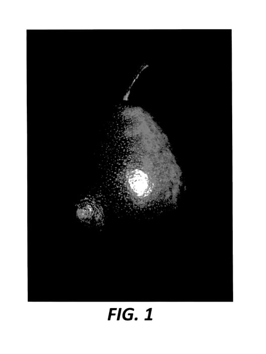 Figure 1 of US plant patent PP27772, the photograph of CH201 printed in the patent.