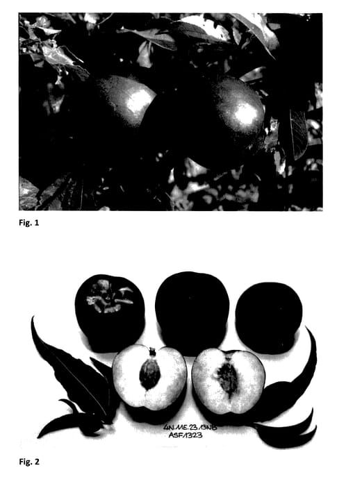 Figure 1 of US plant patent PP27773, the photograph of NECTARNOVALA printed in the patent.