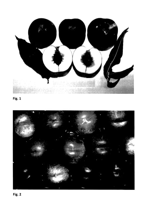 Figure 1 of US plant patent PP27774, the photograph of NECTARELSE printed in the patent.