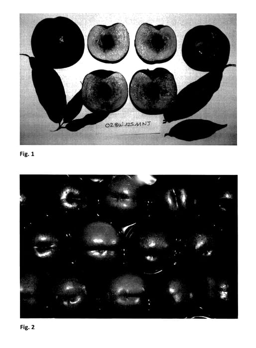 Figure 1 of US plant patent PP27775, the photograph of NECTAJOY printed in the patent.