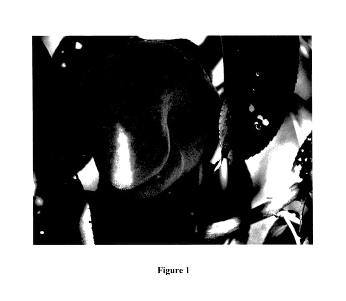 Figure 1 of US plant patent PP27776, the photograph of Flat Delight Two printed in the patent.