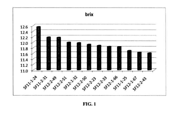 Figure 1 of US plant patent PP27777, the photograph of UF 11-1-24 printed in the patent.