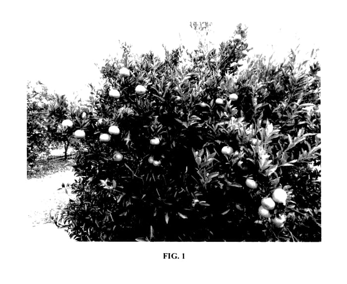 Figure 1 of US plant patent PP27778, the photograph of Bingo printed in the patent.