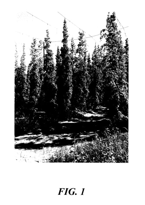 Figure 1 of US plant patent PP27779, the photograph of ADHA 871 printed in the patent.