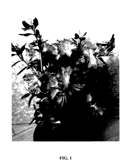 Figure 1 of US plant patent PP27780, the photograph of PJM Elite Star printed in the patent.