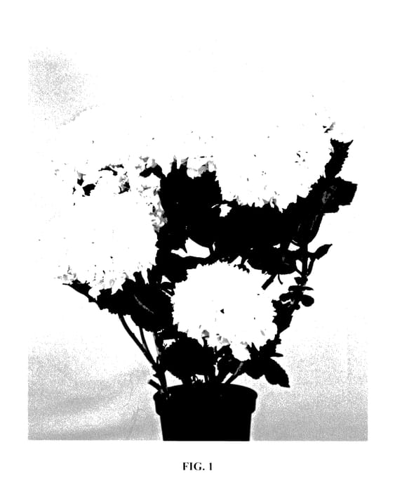 Figure 1 of US plant patent PP27781, the photograph of HORTMACLEPA printed in the patent.