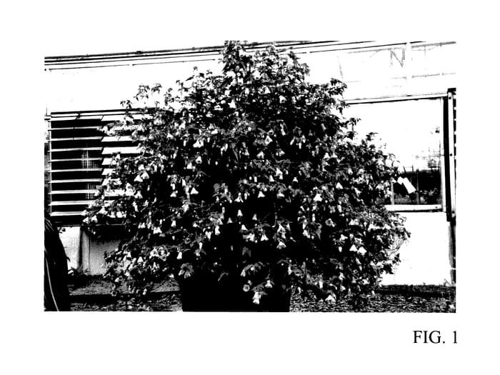 Figure 1 of US plant patent PP27782, the photograph of RutAbut1 printed in the patent.