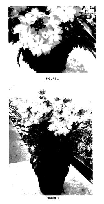 Figure 1 of US plant patent PP27784, the photograph of VEAZ0027 printed in the patent.