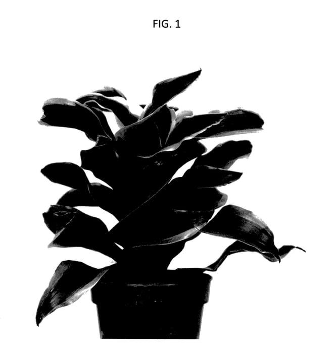 Figure 1 of US plant patent PP27785, the photograph of Dradorco printed in the patent.