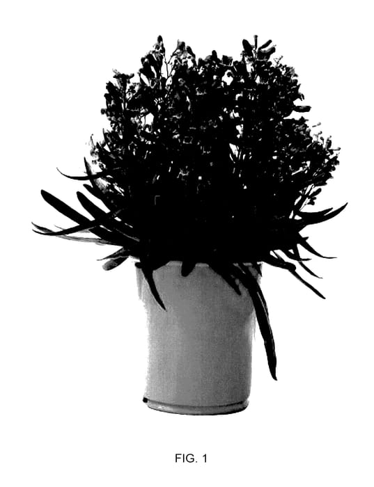 Figure 1 of US plant patent PP27786, the photograph of Novapenblu printed in the patent.