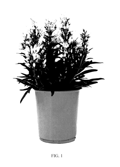 Figure 1 of US plant patent PP27787, the photograph of Novapenlig printed in the patent.