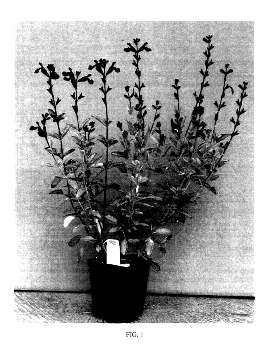 Figure 1 of US plant patent PP27788, the photograph of Ignition Purple printed in the patent.
