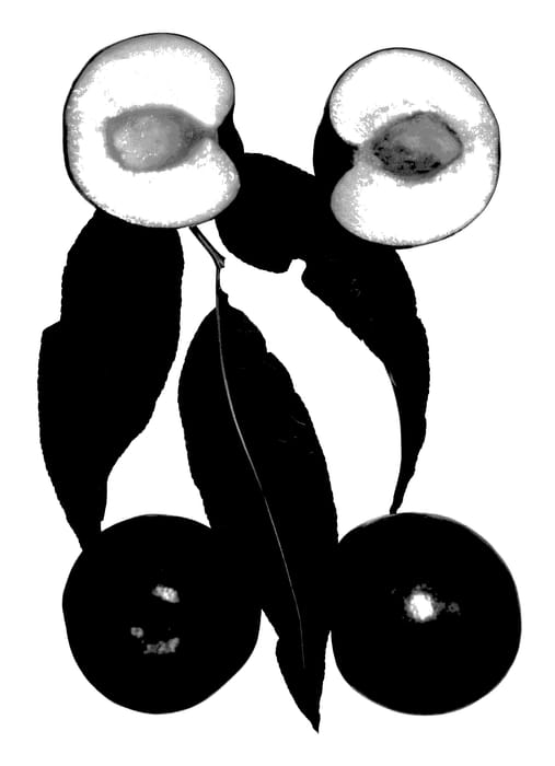 Figure 1 of US plant patent PP27789, the photograph of Polar Kist printed in the patent.