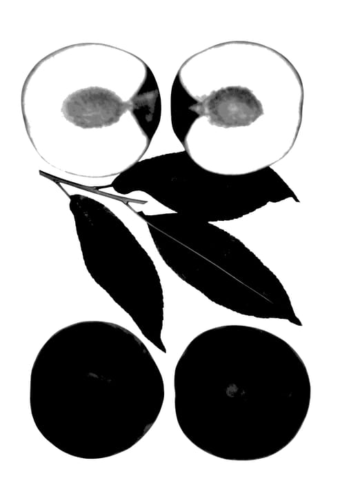 Figure 1 of US plant patent PP27790, the photograph of Snow Fox printed in the patent.