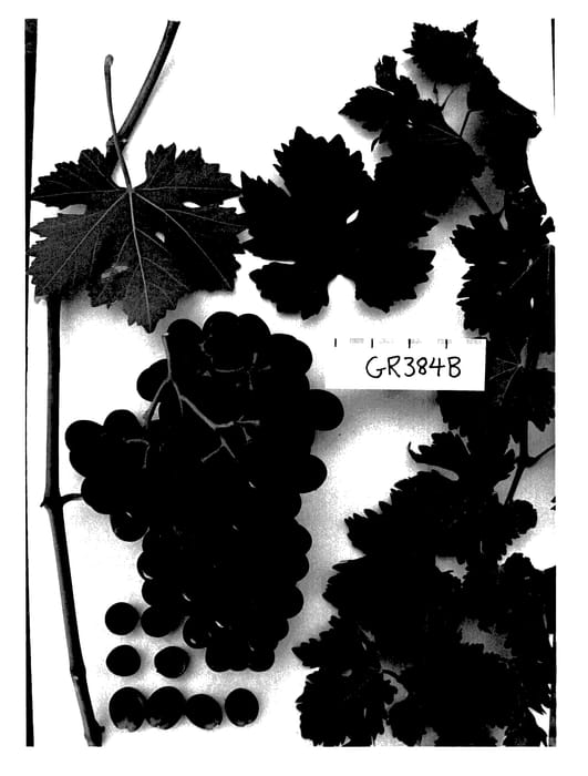 Figure 1 of US plant patent PP27791, the photograph of Sugrafortyeight printed in the patent.