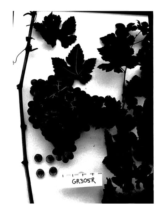 Figure 1 of US plant patent PP27792, the photograph of Sugarfortyseven printed in the patent.