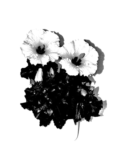 Figure 1 of US plant patent PP27793, the photograph of Xanthe printed in the patent.