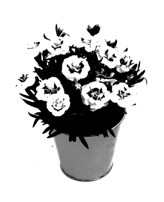 Figure 1 of US plant patent PP27794, the photograph of KLEDP15180 printed in the patent.