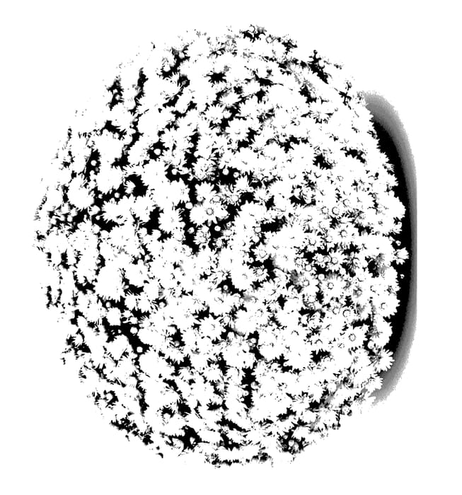 Figure 1 of US plant patent PP27795, the photograph of Aramis White printed in the patent.