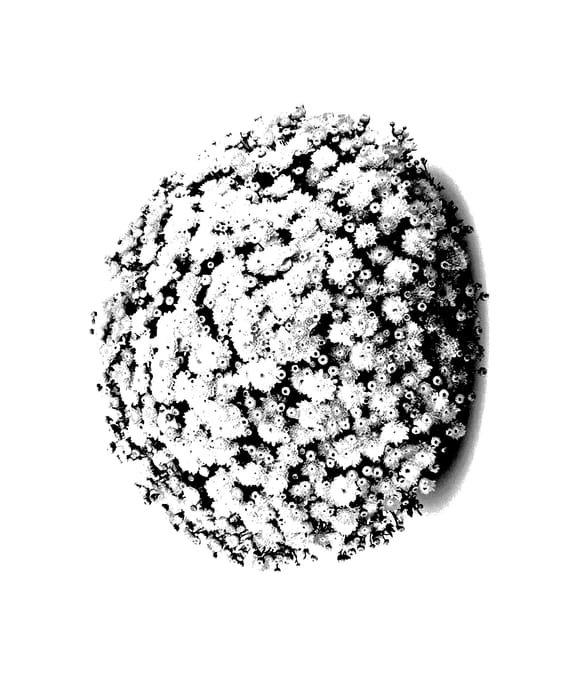 Figure 1 of US plant patent PP27796, the photograph of Akilon Gold printed in the patent.