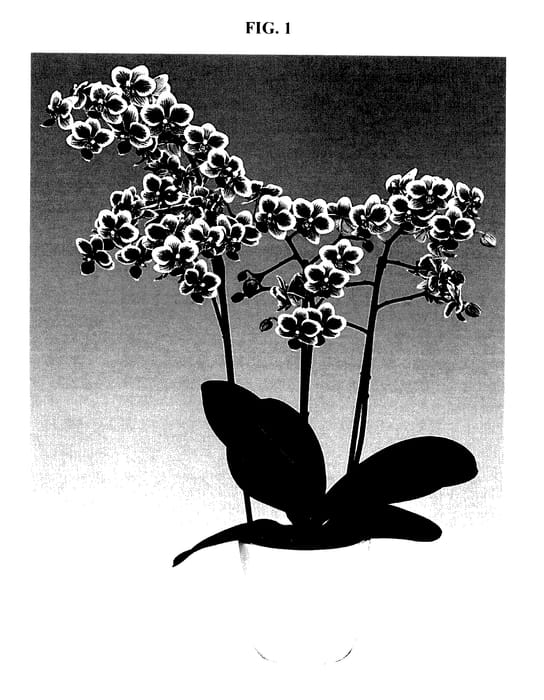 Figure 1 of US plant patent PP27797, the photograph of Be Fortune printed in the patent.