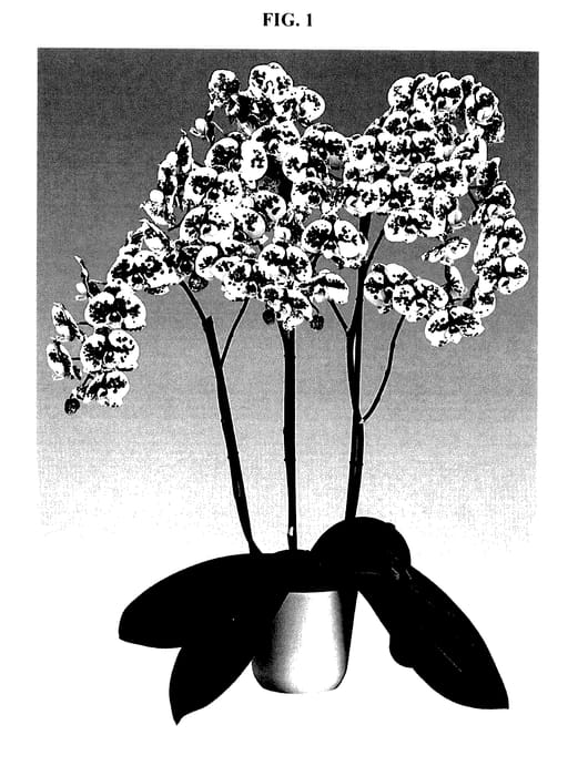 Figure 1 of US plant patent PP27798, the photograph of Petticoat printed in the patent.