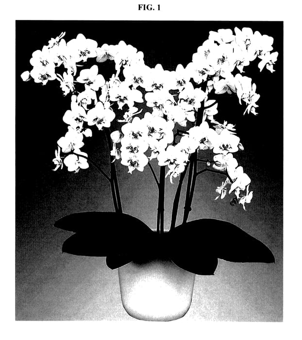 Figure 1 of US plant patent PP27799, the photograph of Mia printed in the patent.