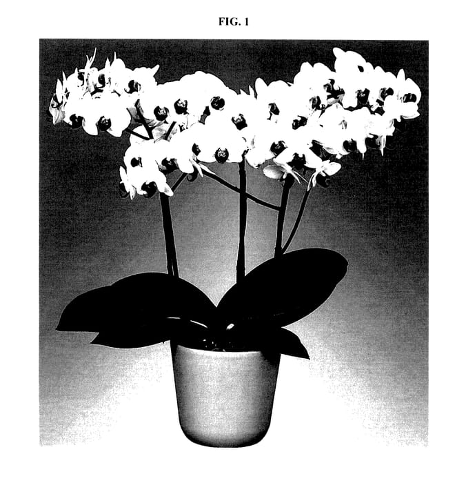 Figure 1 of US plant patent PP27800, the photograph of FLOR277322 printed in the patent.