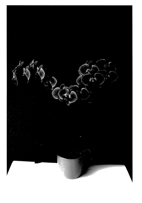 Figure 1 of US plant patent PP27801, the photograph of MI00316 printed in the patent.
