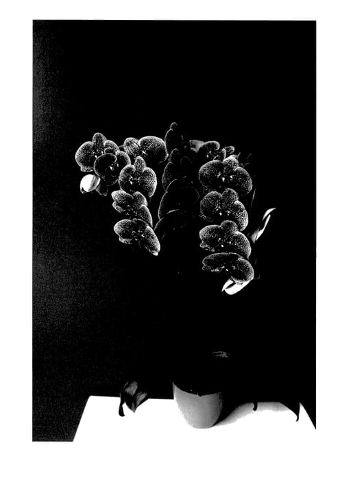 Figure 1 of US plant patent PP27802, the photograph of MI00178 printed in the patent.