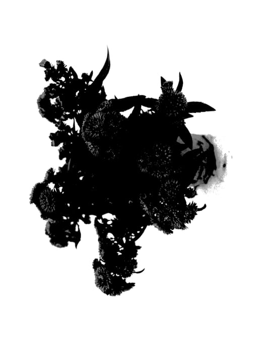 Figure 1 of US plant patent PP27803, the photograph of MYPOT0001 printed in the patent.