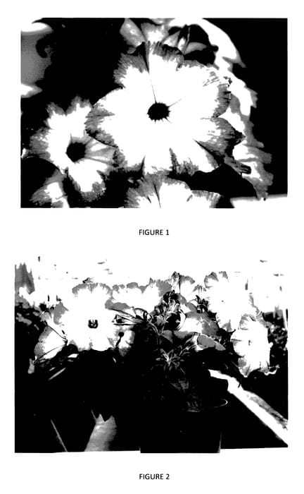 Figure 1 of US plant patent PP27804, the photograph of PEHY0008 printed in the patent.