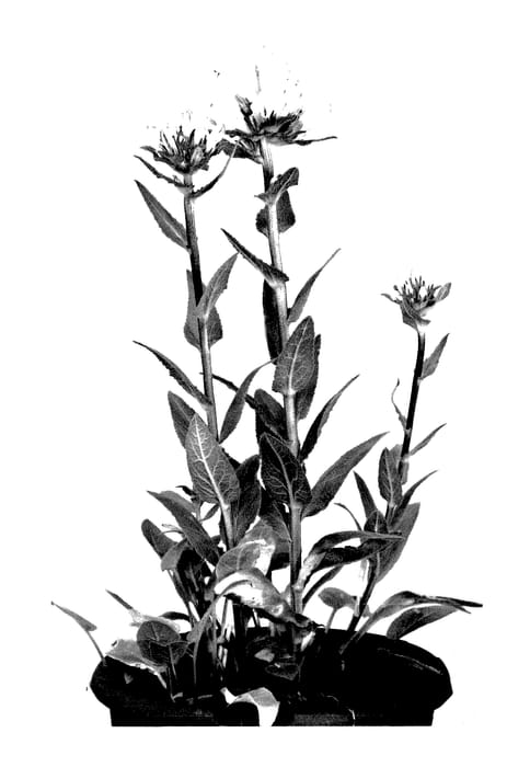 Figure 1 of US plant patent PP27805, the photograph of Chantal printed in the patent.