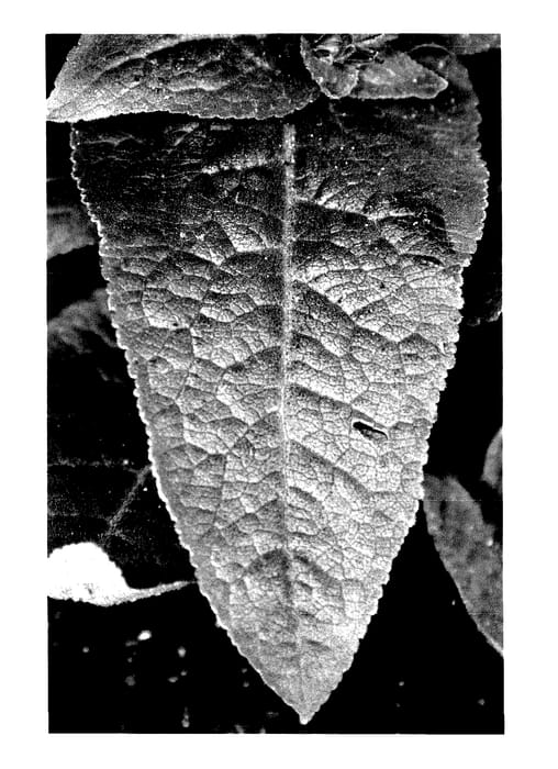Figure 2 of US plant patent PP27806, the photograph of Chico Lila printed in the patent.