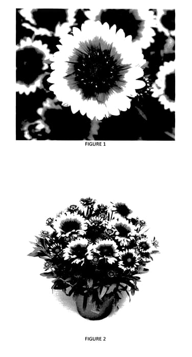 Figure 1 of US plant patent PP27807, the photograph of GAIZ0005 printed in the patent.