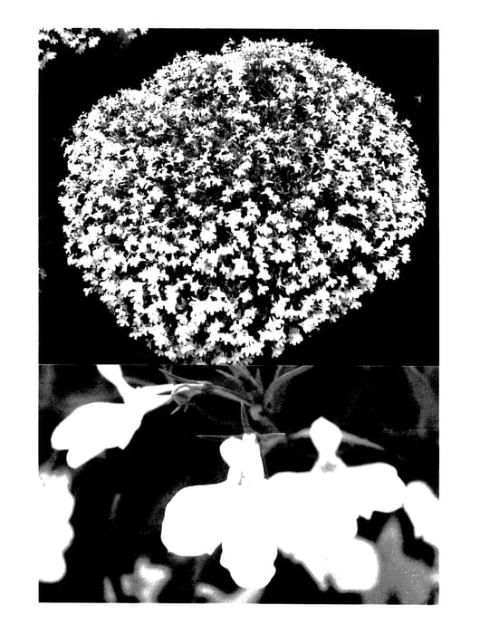 Figure 1 of US plant patent PP27808, the photograph of Sunlobe Toreho printed in the patent.
