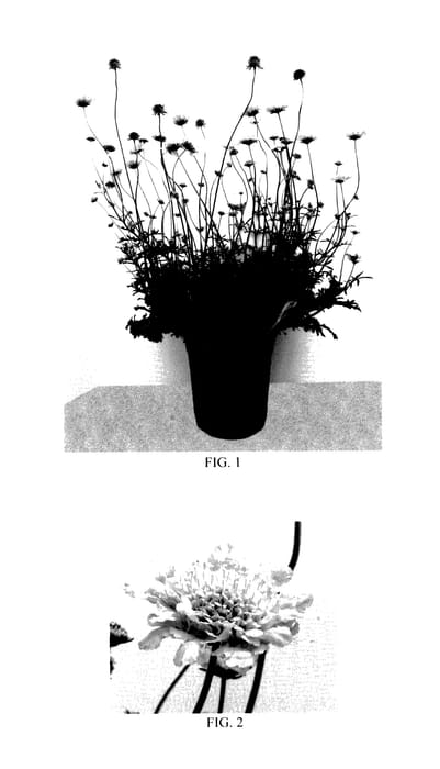 Figure 1 of US plant patent PP27809, the photograph of Balfluttropi printed in the patent.